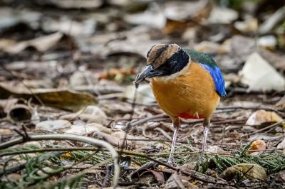 Kleine Blauflügelpitta / Blue-winged Pitta