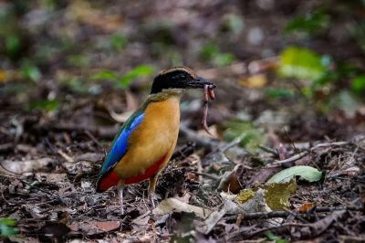 Kleine Blauflügelpitta / Blue-winged Pitta