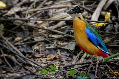 Kleine Blauflügelpitta / Blue-winged Pitta