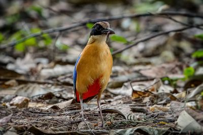 Kleine Blauflügelpitta / Blue-winged Pitta