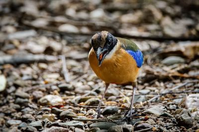 Kleine Blauflügelpitta / Blue-winged Pitta