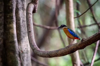 Kleine Blauflügelpitta / Blue-winged Pitta