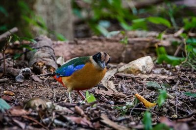 Kleine Blauflügelpitta / Blue-winged Pitta