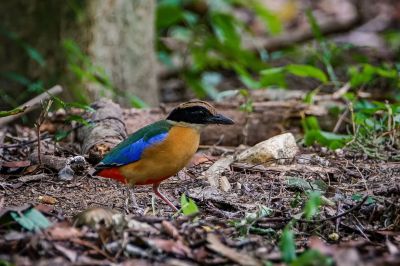 Kleine Blauflügelpitta / Blue-winged Pitta