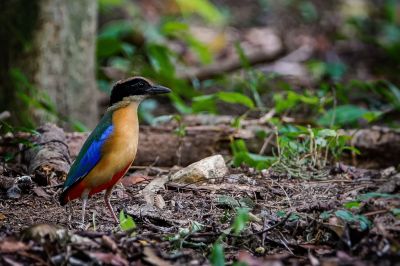 Kleine Blauflügelpitta / Blue-winged Pitta