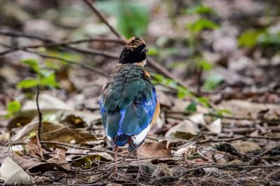 Kleine Blauflügelpitta / Blue-winged Pitta