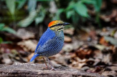 Blaupitta (M) / Blue Pitta