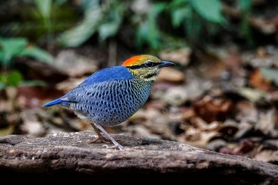 Blaupitta (M) / Blue Pitta