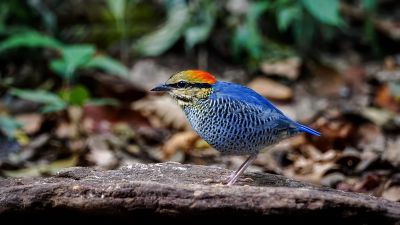 Blaupitta (M) / Blue Pitta