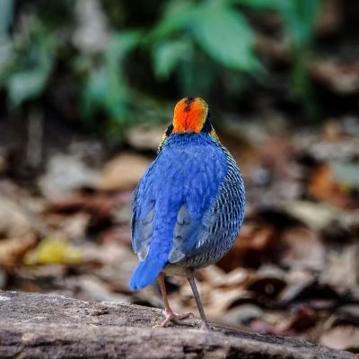 Blaupitta (M) / Blue Pitta