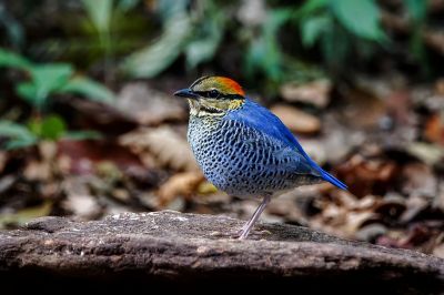 Blaupitta (M) / Blue Pitta