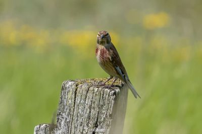 Bluthänfling - Flachsfink (M) / Common Linnet