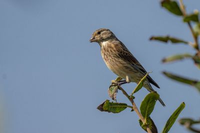 Bluthänfling - Flachsfink (F) / Common Linnet