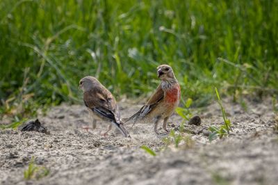 Bluthänfling - Flachsfink (M,F) / Common Linnet