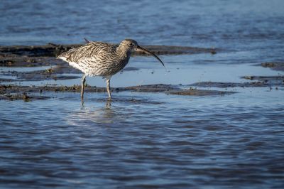 Großer Brachvogel / Eurasian Curlew