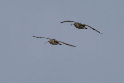 Großer Brachvogel / Eurasian Curlew