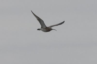 Großer Brachvogel / Eurasian Curlew