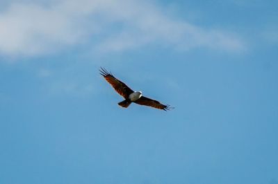 Brahminenweih / Brahminy Kite