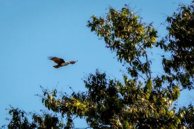 Brahminenweih / Brahminy Kite