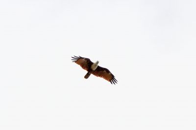 Brahminenweih / Brahminy Kite