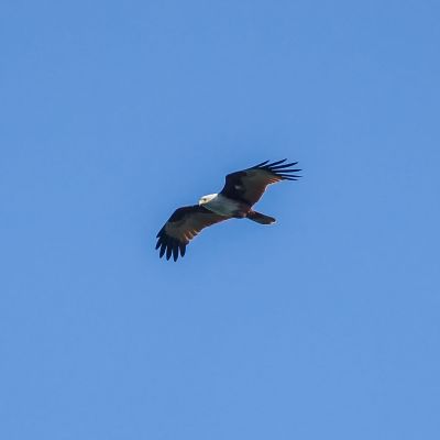 Brahminenweih / Brahminy Kite