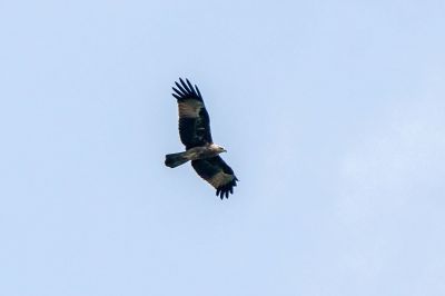 Brahminenweih (J) / Brahminy Kite