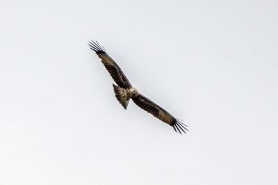 Brahminenweih (J) / Brahminy Kite