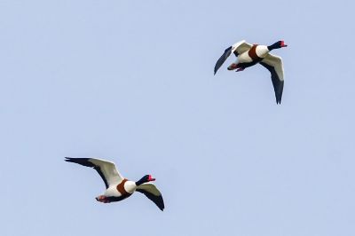 Brandgans / Common Shelduck