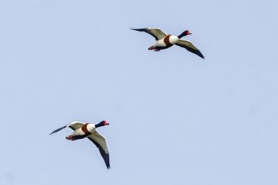 Brandgans / Common Shelduck