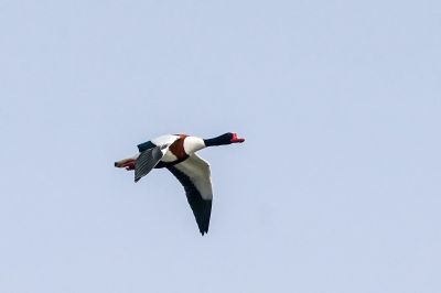 Brandgans / Common Shelduck