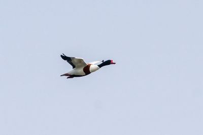 Brandgans / Common Shelduck