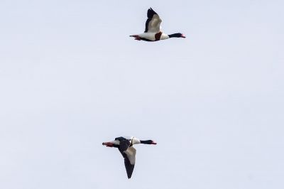 Brandgans / Common Shelduck