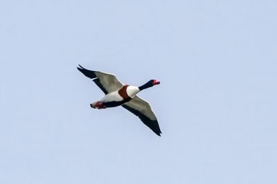 Brandgans / Common Shelduck