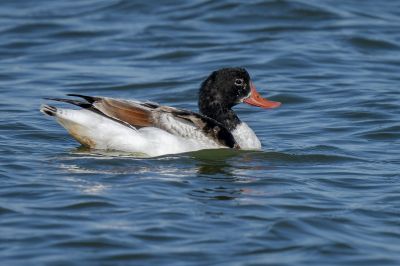 Brandgans - Brandente / Common Shelduck