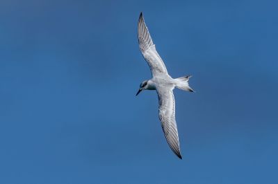 Brandseeschwalbe / Sandwich Tern