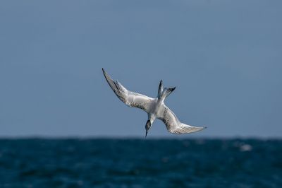 Brandseeschwalbe / Sandwich Tern