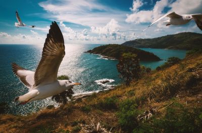 Braunkopfmöwe - Cape Promthep, Phuket, Thailand