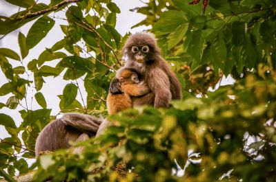 Südlicher Brillenlangur / Spectacled Langur - Dusky Leaf Monkey
