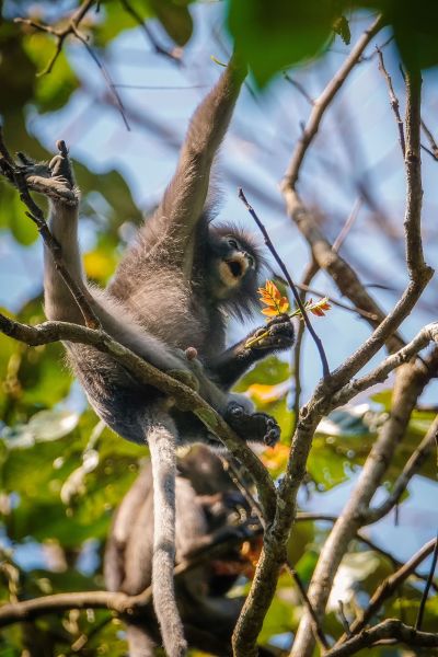 Südlicher Brillenlangur / Spectacled Langur - Dusky Leaf Monkey