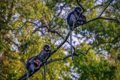 Südlicher Brillenlangur / Spectacled Langur - Dusky Leaf Monkey