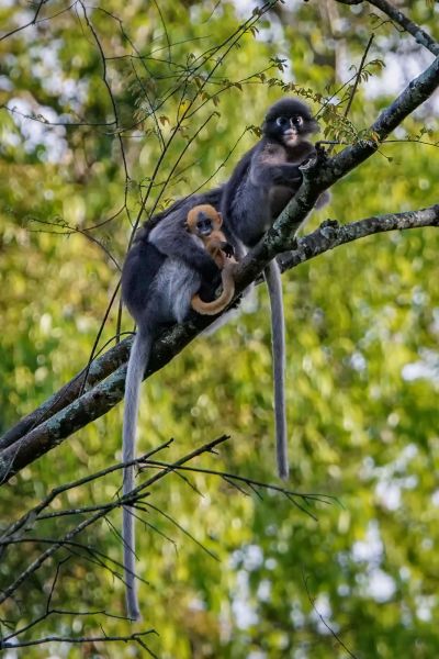 Südlicher Brillenlangur / Spectacled Langur - Dusky Leaf Monkey