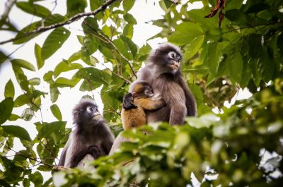 Südlicher Brillenlangur / Spectacled Langur - Dusky Leaf Monkey