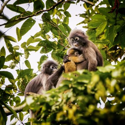 Südlicher Brillenlangur / Spectacled Langur - Dusky Leaf Monkey