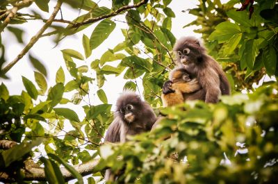 Südlicher Brillenlangur / Spectacled Langur - Dusky Leaf Monkey