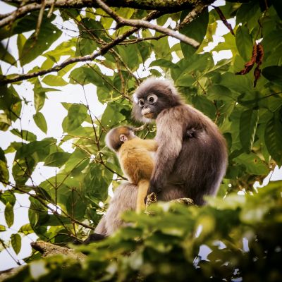 Südlicher Brillenlangur / Spectacled Langur - Dusky Leaf Monkey