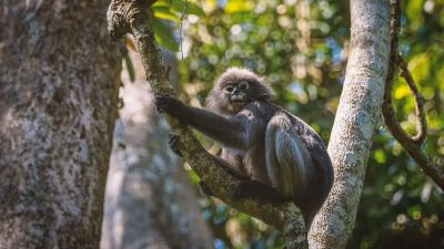 Südlicher Brillenlangur / Spectacled Langur - Dusky Leaf Monkey