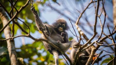 Südlicher Brillenlangur / Spectacled Langur - Dusky Leaf Monkey