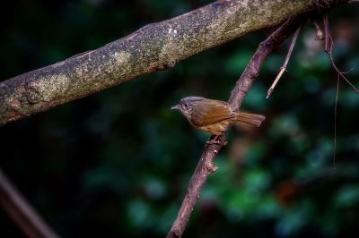 Graukopfalcippe / Brown-cheeked Fulvetta