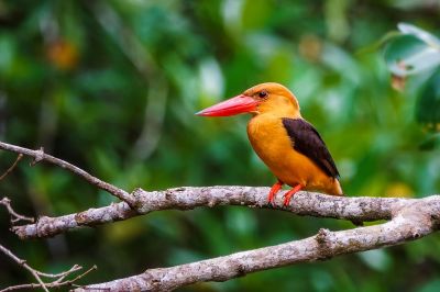 Braunflügelliest / Brown-winged Kingfisher