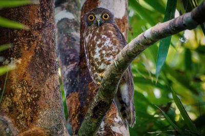 Falkenkauz / Brown Hawk-owl - Brown Boobook